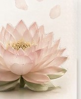 A pale pink lotus flower